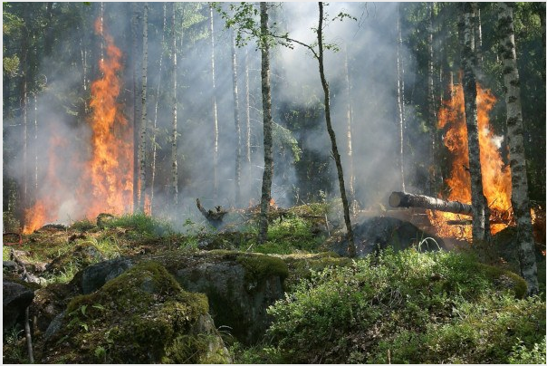 Incendi boschivi. Da sabato 2 luglio lo stato di grave pericolosità si estende all intero territorio regionale foto 