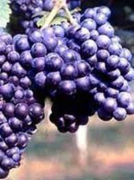 Sagra del MOSTO COTTO – 24esima edizione di “Sóghi, Saba e Savór”  DOMENICA 2 OTTOBRE 2022 foto 