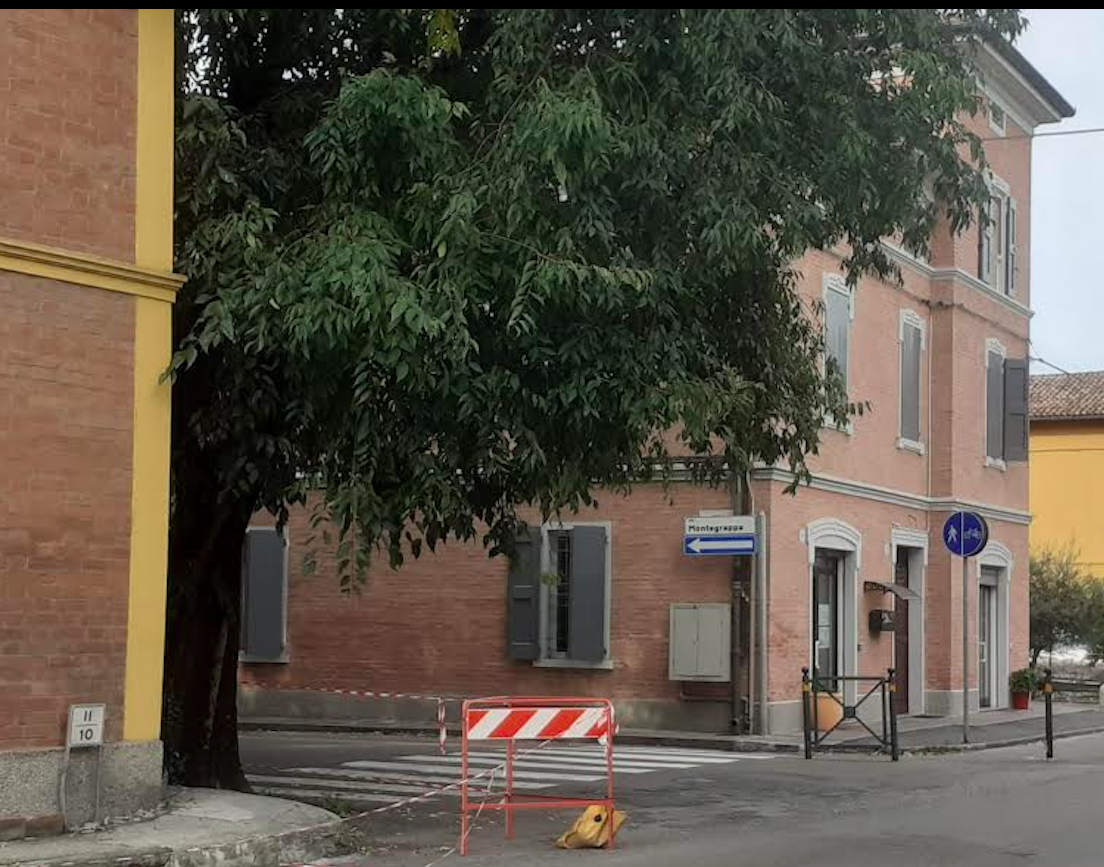 Abbattimento di tre alberature di Bagolari  foto 