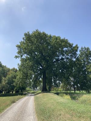 Chiusura di Via Sebenico e Via Guercinesca Ovest per potatura di alberi monumentali  foto 