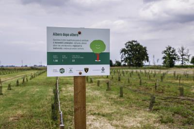 Nuovo bosco urbano a Nonantola foto 