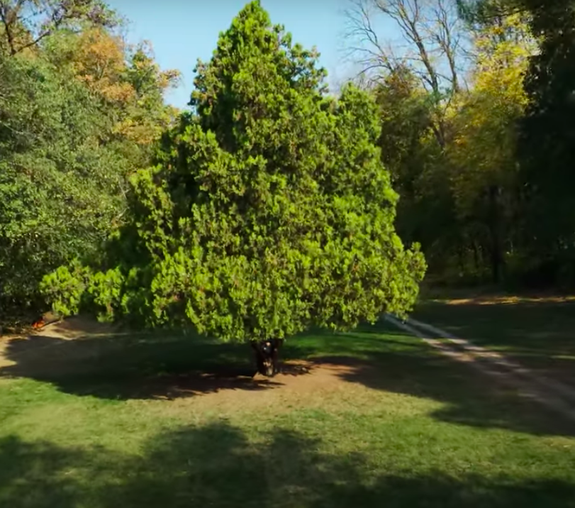 Mettiamo radici per il futuro: a Nonantola distribuiti oltre 5mila alberi foto 